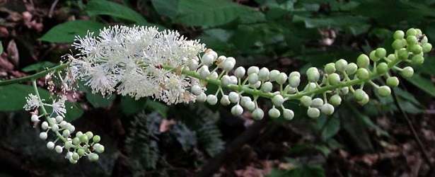 Treating Insomnia With Black Cohosh