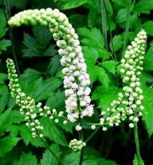 Treating Insomnia With Black Cohosh